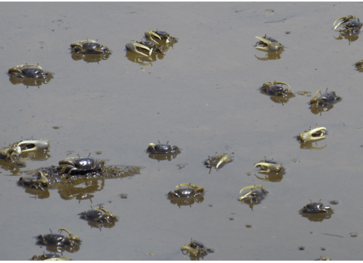 Fiddler crab 2
